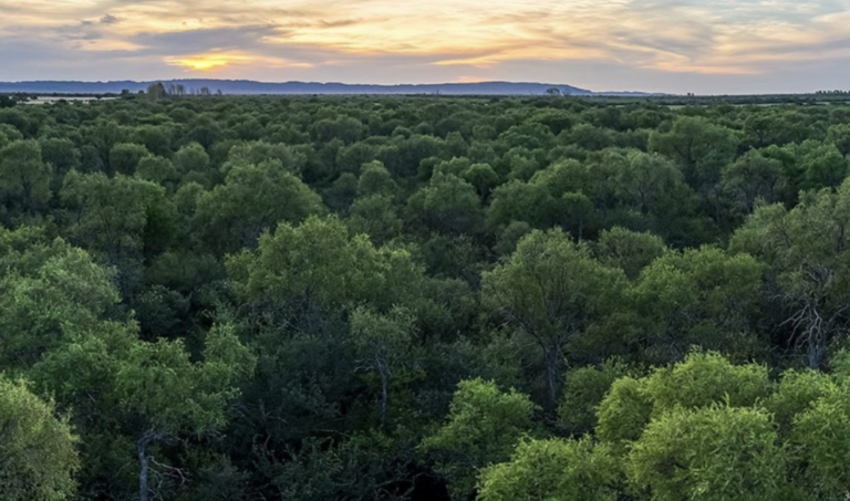Córdoba distribuye más de $535 millones para conservar bosques nativos